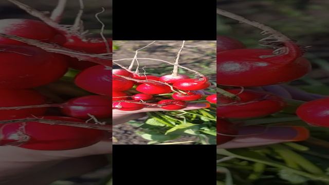 СТАВЬ ЛАЙК,ЕСЛИ ЛЮБИШЬ ОКРОШКУ;) смотреть онлайн