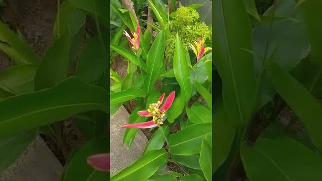 Heliconia Psittacorum - Birds Of Paradise