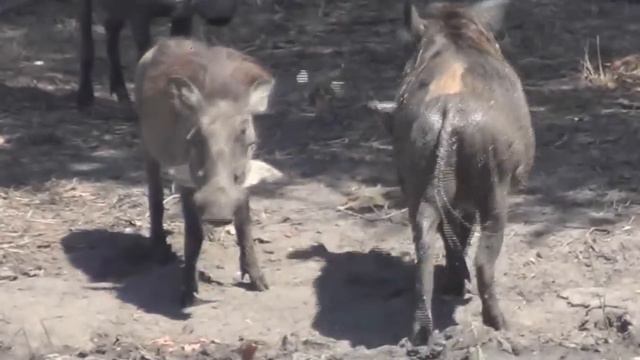 Бородавочники купаются в грязи (Warthogs roll in dirt) смотреть онлайн