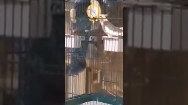 Мой попугай громко кричит смотреть онлайн