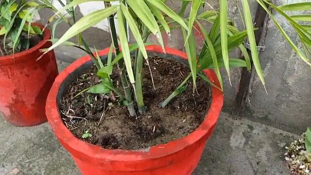 Areca Palm Care | areca palm kaise lagaen | areca palm ki growth kaise badhaen | 2022 смотреть онлайн