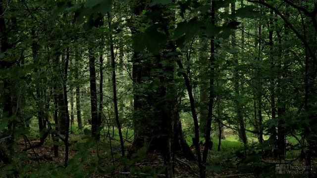4K Deep Forest - 8 Hours NO LOOP Birdsong - Robin & Blackbird Singing - Relaxing Nature Ambiance смотреть онлайн
