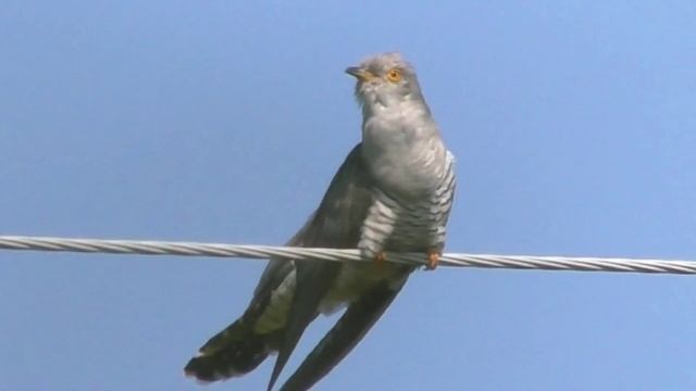 Кукушка. Живая птица смотреть онлайн