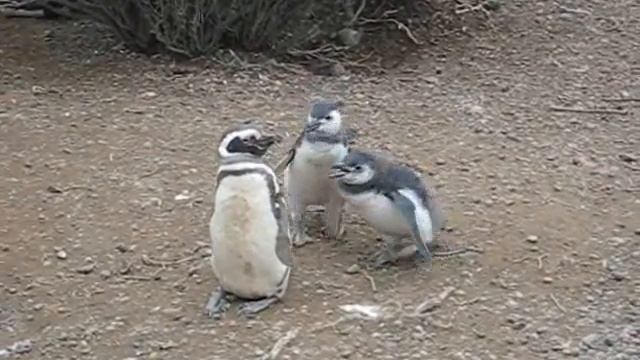 Punta Tombo 3.wmv смотреть онлайн