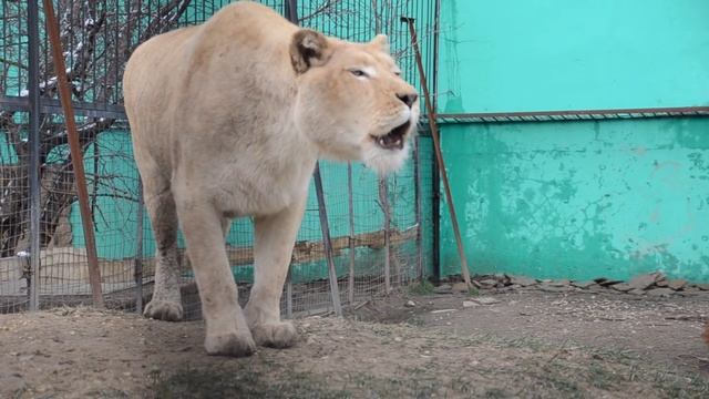 Белая львица ГЕРДА зовет РИЧАРДА ! Тайган .Крым . смотреть онлайн
