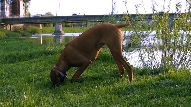Выжла Vizslas