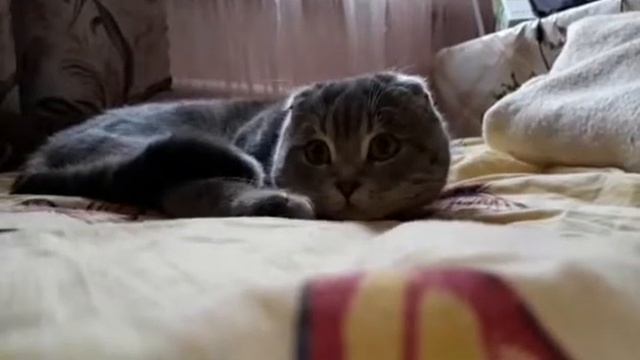 Котик. Британец. Кот с Aliexpress смотреть онлайн