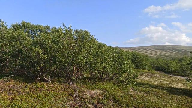 где-то за кустами есть река смотреть онлайн