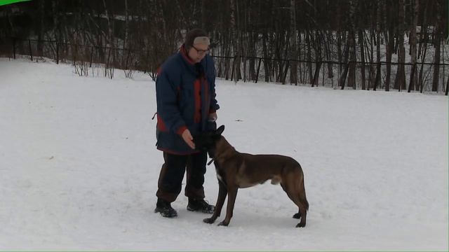 Упражнения для команды стоять, три варианта выдачи поощрения смотреть онлайн