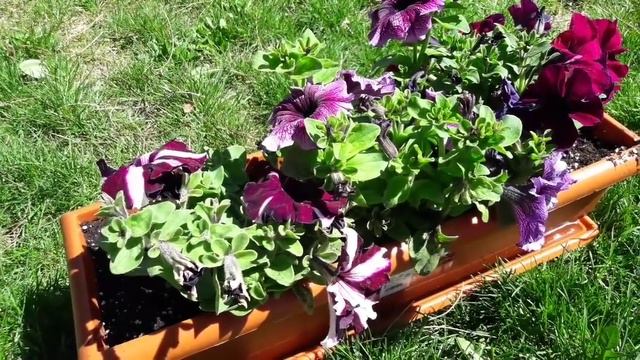 ♦️ Antes De COMPRAR Una PETUNIA Mira ESTE VÍDEO ⚠️ Cuidados De la Petunia смотреть онлайн