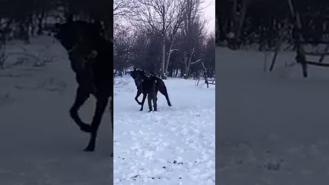 Американский рысак иноходец Спирит зимний отдых смотреть онлайн