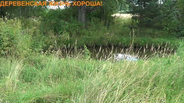 ЗА ГРИБАМИ/РЕАЛЬНО ЗАБЛУДИЛИСЬ В ЛЕСУ/ПОКАТУШКИ ПО СЕЛЬСКИМ ДОРОГАМ/ЭКСТРИМАЛЬНЫЙ СПУСК/ смотреть онлайн