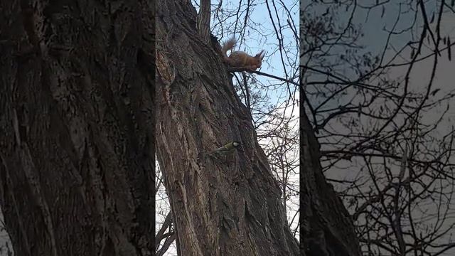 Белочки разгрызают грецкие орехи и делятся с синичкой. Москва, парк Горького. смотреть онлайн