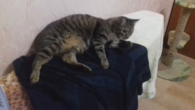 Кошки любят спать на одежде хозяев смотреть онлайн