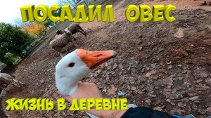 Посеял овес для гусят . [Жизнь в деревне]