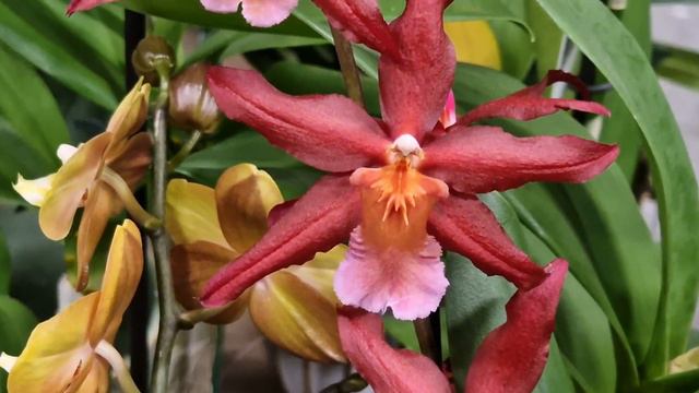 обзор новинок орхидей фаленопсис orchideen phalaenopsis смотреть онлайн