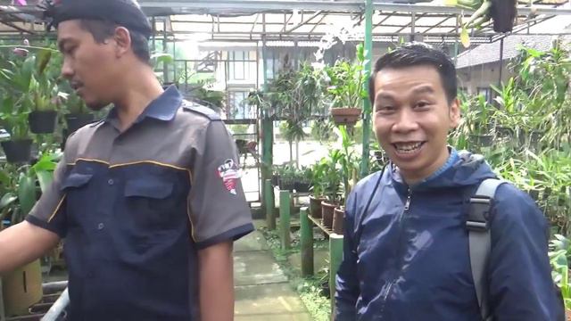 Dendrobium Larat syn. D Phalaeonopsis syn. D Biggibum смотреть онлайн