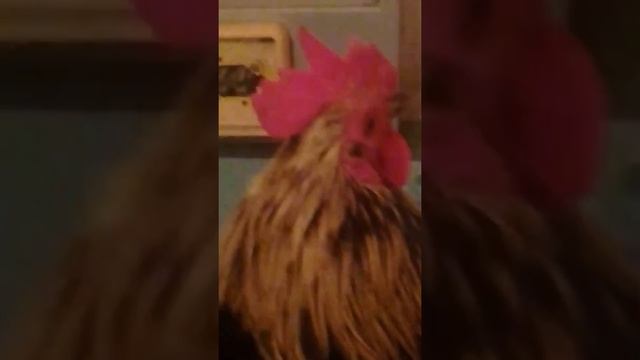 Карликовый петух гонит))) смотреть онлайн