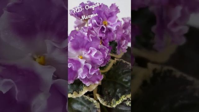 фиалка в моей коллекции #фиалки #домашниецветы #flower #сад #весна смотреть онлайн