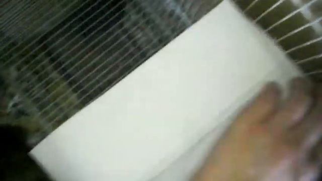 Пиранья дегу Варя смотреть онлайн