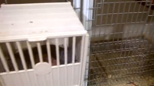 АVIS CANARIS. Птенцы канарейки. смотреть онлайн