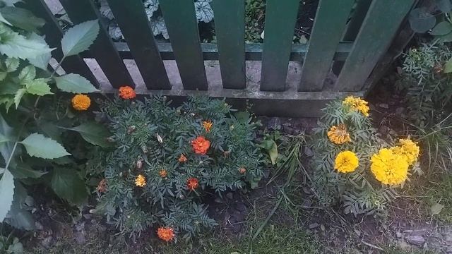 #Чорнобривці та настурція- л1карськ1 рослини, сидерати, мульча смотреть онлайн