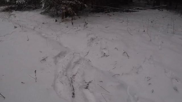 ОХОТА на ЗАЙЦА с РУССКОЙ ГОНЧЕЙ.23 ноября.Сезон 2022-2023. смотреть онлайн