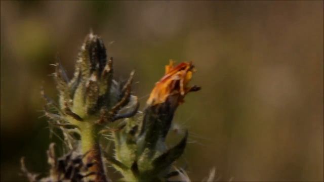 canon 600d video test смотреть онлайн