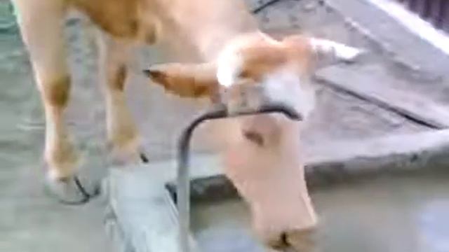 Умная корова - прикол смешно