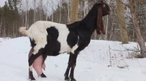 Как выбрать хорошую молочную козу, козла, козлёнка. Хорошие нубийские козы в молочном типе.