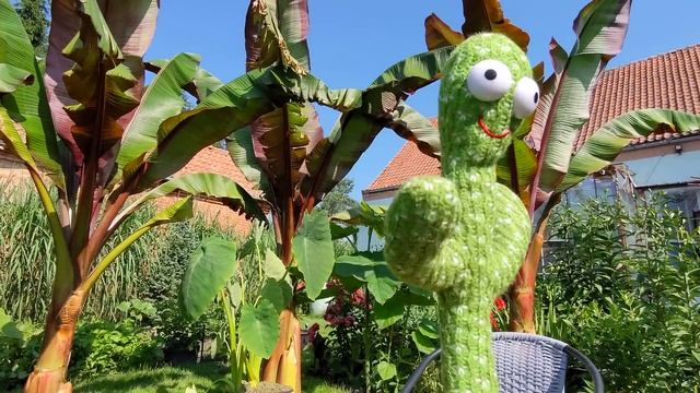 █▬█ █ ▀█▀ ?Kaktus śpiewa piosenkę Cypisa. Tylko jedno w głowie mam. Kaktus sklep piosenka Cypis. смотреть онлайн