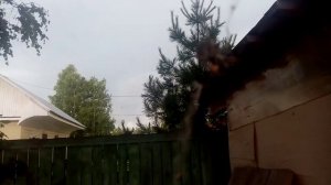 Паук собирает паутину
