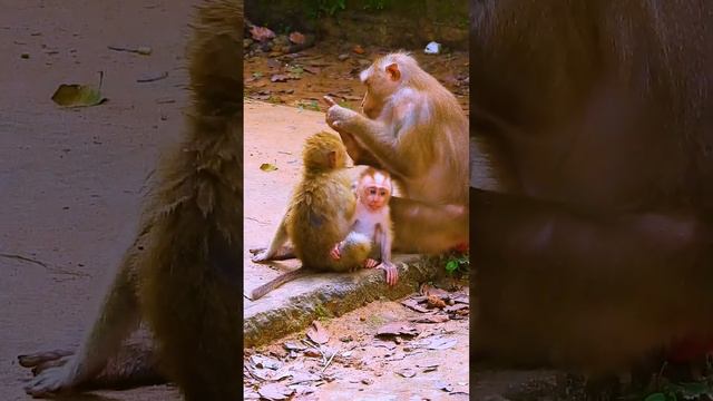 Monkey Libby trying to w-arn Rainbow without reason смотреть онлайн