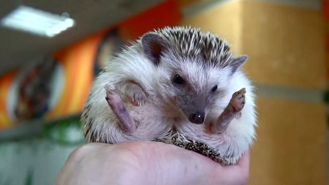 Контактный зоопарк. Носухи, сурикаты, еноты, шиншиллы, сова, фазаны и другие.