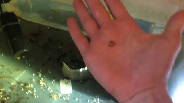 Ампулярии отложили икру в банке, как это случилось смотреть онлайн