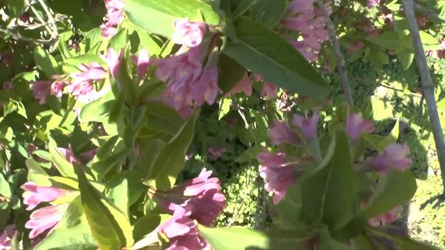 Weigela Florida - Grow & Care (Weigela Plant)