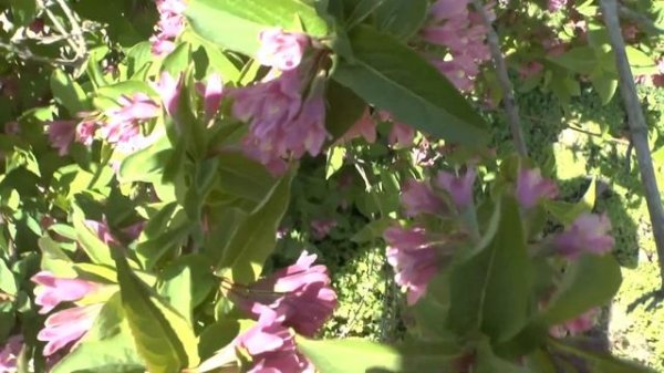 Weigela florida - grow & care (Weigela plant)