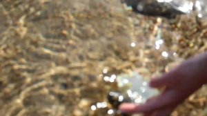 СМЕРТЕЛЬНАЯ РЫБА ФУГУ В ЕГИПТЕ! ШАРМ-ЭЛЬ-ШЕЙХ. Играем с опасной рыбкой