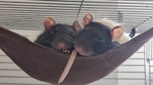 Крысы смеются