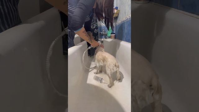 Grooming The Spitz Chloe