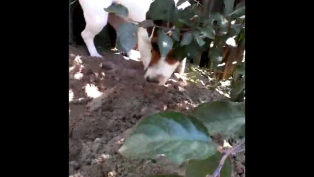 Джек Рассел Терьер (Аля)) смотреть онлайн