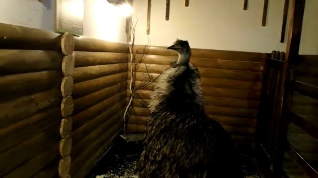 Страусы Эму и я смотреть онлайн