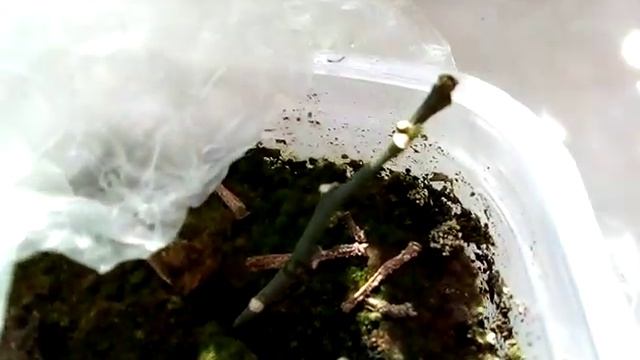 Мандариновое дерево из веточки с магазина "Магнит" смотреть онлайн