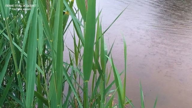 ШЕЛЕСТ ДОЖДЯ И 8 ЧАСОВ КРЕПКОГО И СПОКОЙНОГО СНА. ШУМ ДОЖДЯ УМЕНЬШАЕТ МОЗГОВУЮ АКТИВНОСТЬ.