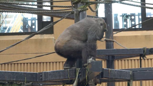 A past of severe weight loss. Mother gorilla is in great shape this winter. 221lb(100kg) Genki смотреть онлайн