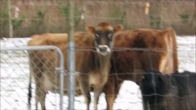 Почти 9 месяцев бычку, а все сосет корову!!! смотреть онлайн