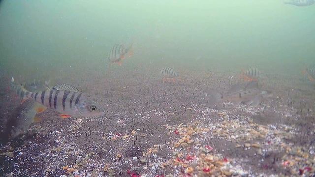 Обед для рыбы. Подводная съёмка. FocusFish смотреть онлайн