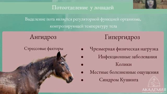 Ветеринарный вебинар "Выделения у лошадей" смотреть онлайн