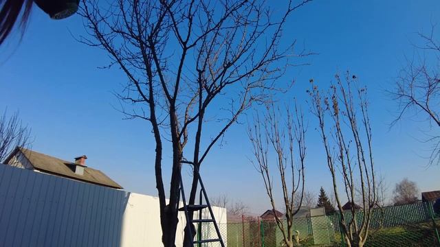 Опрыскали деревья интересным методом: с помощью краскопульта смотреть онлайн