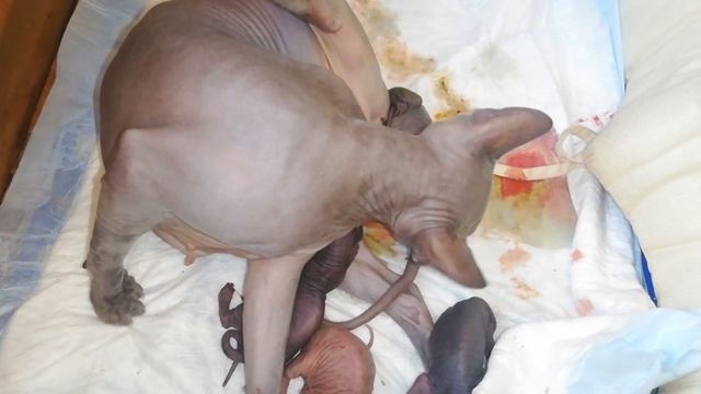 АСМР Роды у канадского  сфинкса./ASMR Childbirth At The Canadian Sphynx.